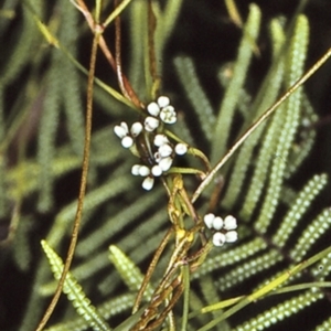 Cassytha glabella f. glabella at Booderee National Park1 - 18 Mar 1996