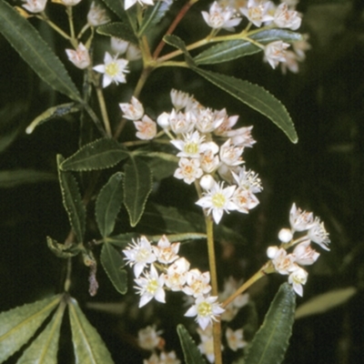 Ceratopetalum gummiferum (New South Wales Christmas-bush, Christmas Bush) at Booderee National Park1 - 26 Nov 1996 by BettyDonWood