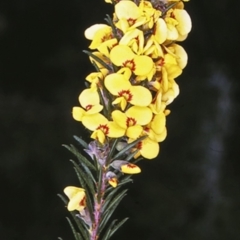 Dillwynia floribunda (Flowery Parrot-pea, Showy Parrot-pea) at Booderee National Park - 11 Aug 1996 by BettyDonWood