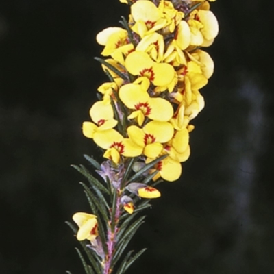 Dillwynia floribunda (Flowery Parrot-pea, Showy Parrot-pea) at Booderee National Park - 12 Aug 1996 by BettyDonWood