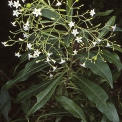 Duboisia myoporoides (Corkwood, Eye-opening Tree) at Booderee National Park - 15 May 1998 by BettyDonWood