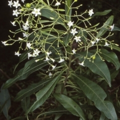Duboisia myoporoides (Corkwood, Eye-opening Tree) at Jervis Bay, JBT - 14 May 1998 by BettyDonWood