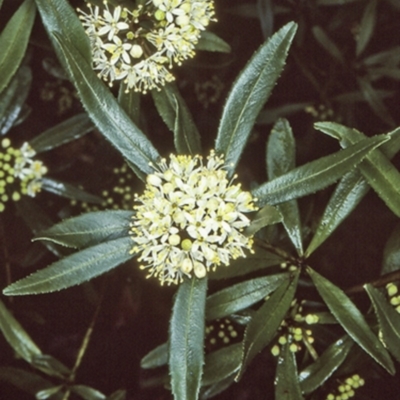 Leionema coxii at Booderee National Park - 13 Aug 1998 by BettyDonWood