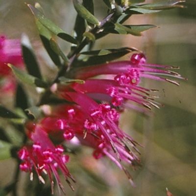 Styphelia tubiflora (Red Five-corners) at Jervis Bay, JBT - 25 Apr 1996 by BettyDonWood