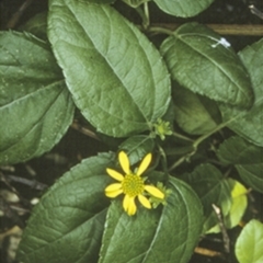 Wollastonia uniflora (Beach Sunflower) at Booderee National Park - 17 Mar 1997 by BettyDonWood