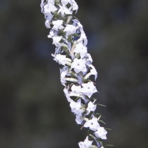 Woollsia pungens at Booderee National Park1 - 26 Apr 1996 12:00 AM