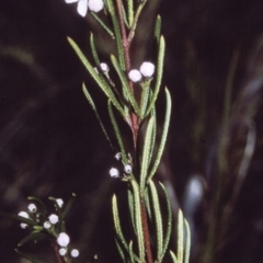 Zieria laevigata (Smooth Zieria, Smooth-leaved Zieria, Twiggy Midge Bush) at Booderee National Park - 9 Jul 1996 by BettyDonWood