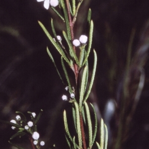 Zieria laevigata at Booderee National Park1 - 10 Jul 1996
