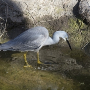 Egretta novaehollandiae at Molonglo Valley, ACT - 20 Jun 2018 01:38 PM