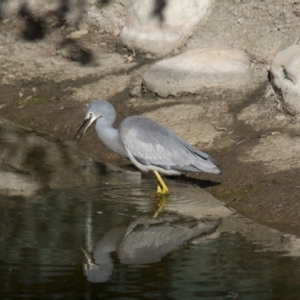 Egretta novaehollandiae at Molonglo Valley, ACT - 20 Jun 2018 01:38 PM