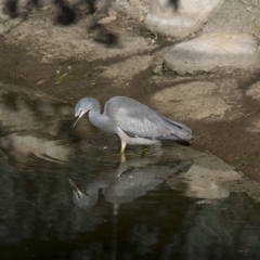 Egretta novaehollandiae at Molonglo Valley, ACT - 20 Jun 2018 01:38 PM