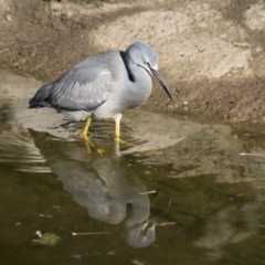 Egretta novaehollandiae at Molonglo Valley, ACT - 20 Jun 2018 01:38 PM