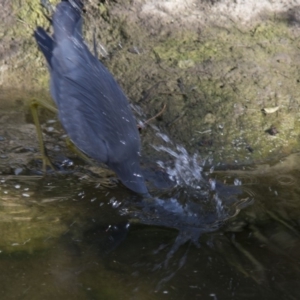 Egretta novaehollandiae at Molonglo Valley, ACT - 20 Jun 2018