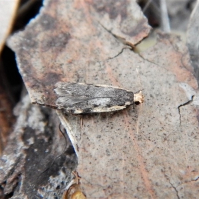 Hoplostega ochroma (a Eulechria Group moth) at Cook, ACT - 4 Jul 2018 by CathB