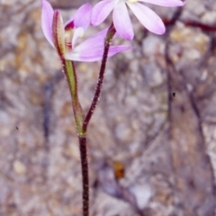 Caladenia carnea (Pink Fingers) at Booderee National Park - 22 Sep 1997 by BettyDonWood