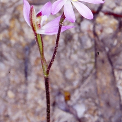 Caladenia carnea (Pink Fingers) at Booderee National Park1 - 23 Sep 1997 by BettyDonWood