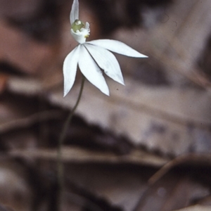 Caladenia catenata at Booderee National Park1 - suppressed