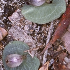 Corybas aconitiflorus (Spurred Helmet Orchid) at Booderee National Park - 10 Jul 1997 by BettyDonWood