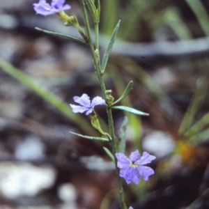 Dampiera scottiana at Booderee National Park1 - 24 Sep 1997 12:00 AM