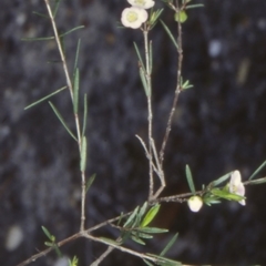 Euryomyrtus ramosissima subsp. ramosissima (Rosy Baeckea, Rosy Heath-myrtle) at Booderee National Park1 - 1 Jul 1998 by BettyDonWood