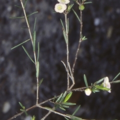 Euryomyrtus ramosissima subsp. ramosissima (Rosy Baeckea, Rosy Heath-myrtle) at Booderee National Park - 2 Jul 1998 by BettyDonWood