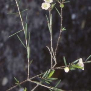 Euryomyrtus ramosissima subsp. ramosissima at Booderee National Park1 - 2 Jul 1998