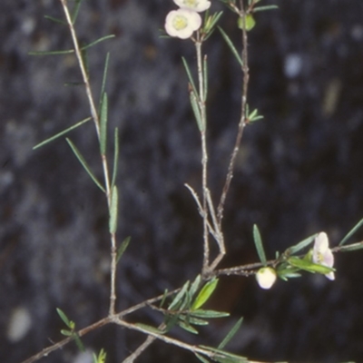 Euryomyrtus ramosissima subsp. ramosissima (Rosy Baeckea, Rosy Heath-myrtle) at Booderee National Park - 1 Jul 1998 by BettyDonWood