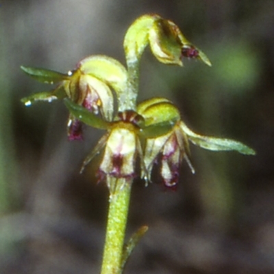 Corunastylis stephensonii (Stephenson's Midge Orchid) at Booderee National Park1 - 6 Jun 1998 by BettyDonWood