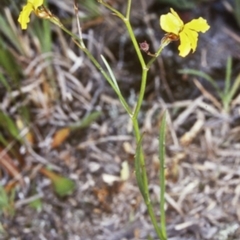 Goodenia paniculata (Branched Goodenia) at Booderee National Park1 - 12 Nov 1997 by BettyDonWood