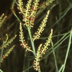 Leptomeria acida (Native Currant, Sour Currant Bush) at Booderee National Park - 22 Jan 1998 by BettyDonWood