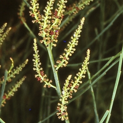 Leptomeria acida (Native Currant, Sour Currant Bush) at Booderee National Park1 - 22 Jan 1998 by BettyDonWood