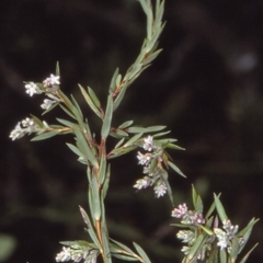 Leucopogon rodwayi at Booderee National Park1 - 10 Jul 1997 by BettyDonWood