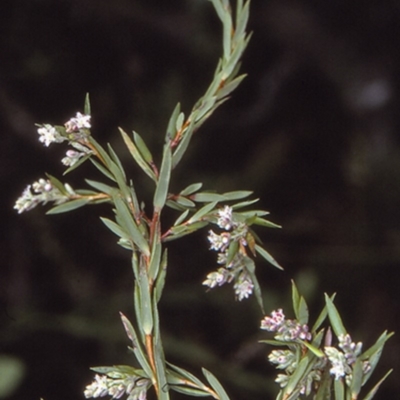 Leucopogon rodwayi at Booderee National Park - 10 Jul 1997 by BettyDonWood