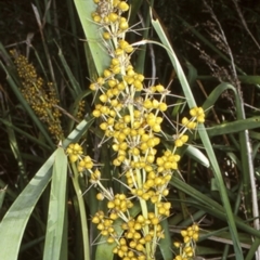 Lomandra longifolia (Spiny-headed Mat-rush, Honey Reed) at Booderee National Park - 22 Jan 1998 by BettyDonWood