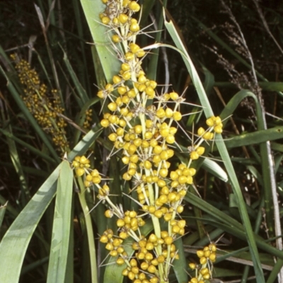 Lomandra longifolia (Spiny-headed Mat-rush, Honey Reed) at Booderee National Park1 - 22 Jan 1998 by BettyDonWood