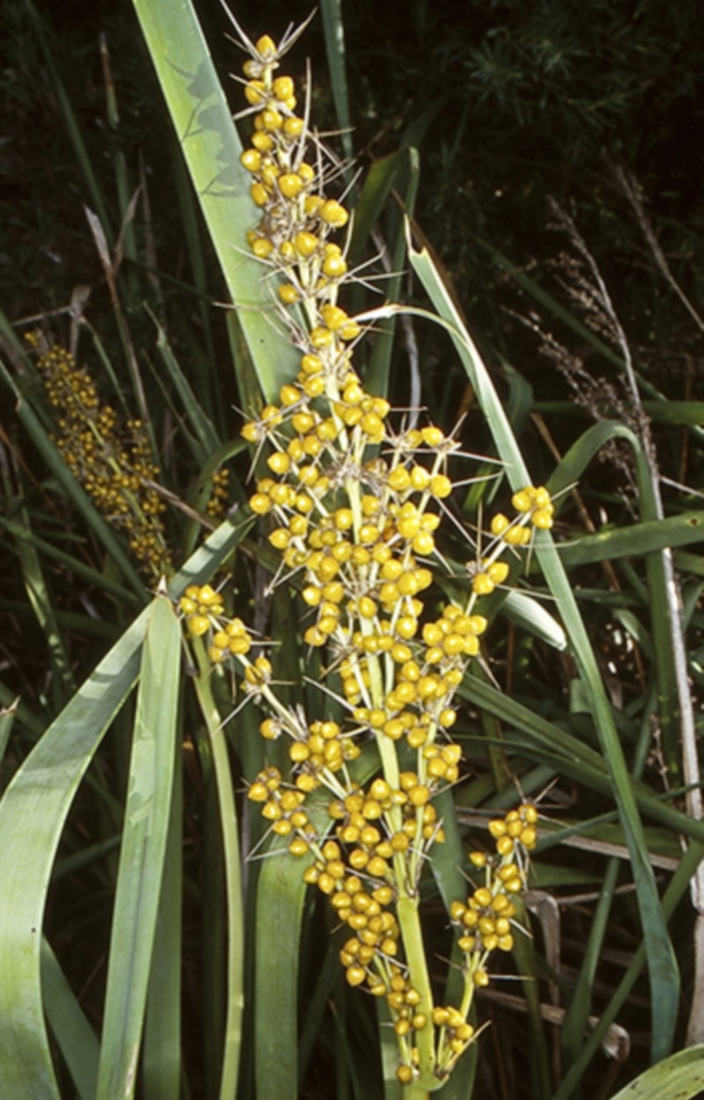 Lomandra longifolia at Booderee National Park - 22 Jan 1998