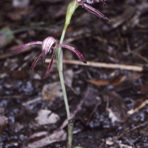 Pyrorchis nigricans at Booderee National Park1 - suppressed