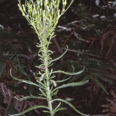 Senecio diaschides (Erect Groundsel) at Booderee National Park - 21 Jan 1998 by BettyDonWood