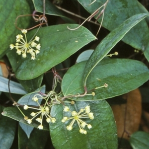 Smilax glyciphylla at Booderee National Park1 - 22 Jan 1998