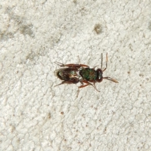 Chalcididae (family) at Belconnen, ACT - 4 Jul 2018