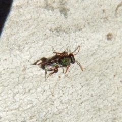 Chalcididae (family) at Belconnen, ACT - 4 Jul 2018