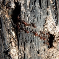 Papyrius nitidus (Shining Coconut Ant) at Aranda Bushland - 6 Jul 2018 by CathB