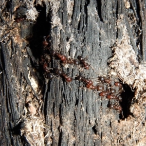 Papyrius nitidus at Belconnen, ACT - suppressed