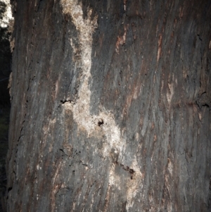 Papyrius nitidus at Belconnen, ACT - suppressed