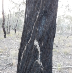 Papyrius nitidus at Belconnen, ACT - suppressed