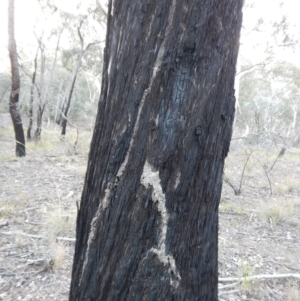 Papyrius nitidus at Belconnen, ACT - suppressed