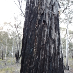 Papyrius nitidus at Belconnen, ACT - suppressed