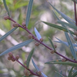 Acacia siculiformis at Booth, ACT - 7 Jul 2018