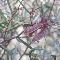 Acacia siculiformis at Booth, ACT - 7 Jul 2018