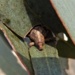 Gonipterus sp. (genus) (Eucalyptus Weevil) at Mount Painter - 2 Jul 2018 by CathB